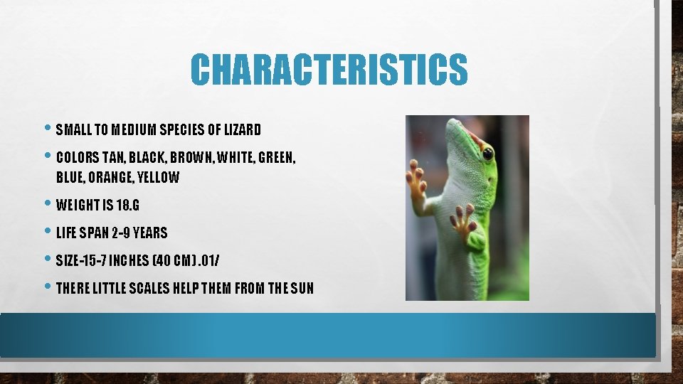 CHARACTERISTICS • SMALL TO MEDIUM SPECIES OF LIZARD • COLORS TAN, BLACK, BROWN, WHITE,