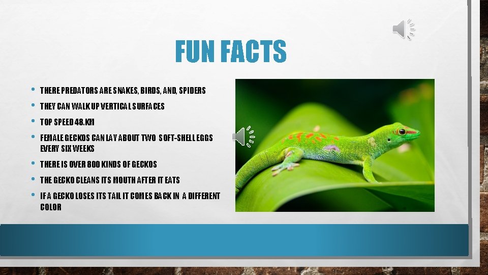 FUN FACTS • • THERE PREDATORS ARE SNAKES, BIRDS, AND, SPIDERS • • •