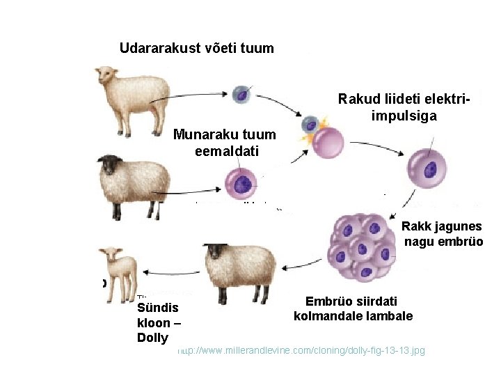 Udararakust võeti tuum Rakud liideti elektriimpulsiga Munaraku tuum eemaldati Rakk jagunes nagu embrüo Sündis