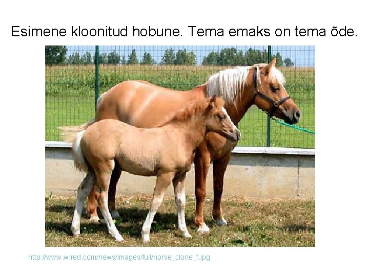 Esimene kloonitud hobune. Tema emaks on tema õde. http: //www. wired. com/news/images/full/horse_clone_f. jpg 