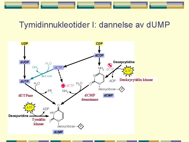 Tymidinnukleotider I: dannelse av d. UMP Deoksycytidin kinase d. UTPase Tymidin kinase d. CMP