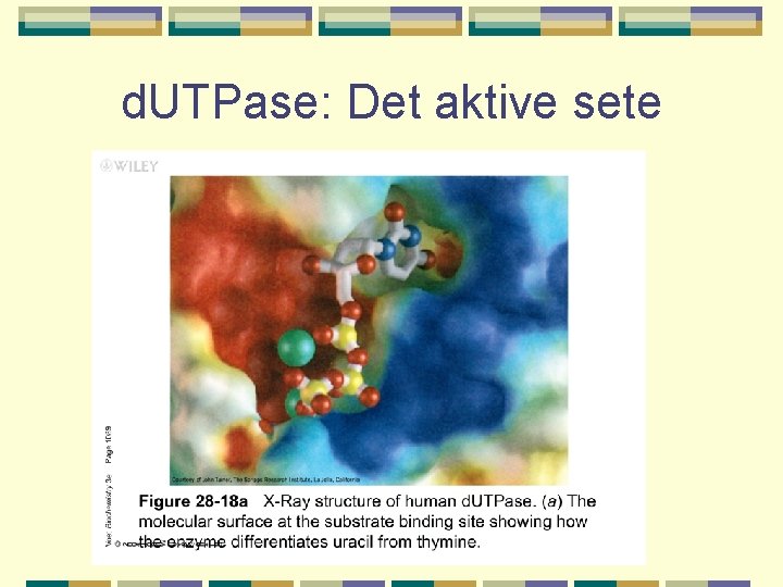 d. UTPase: Det aktive sete 