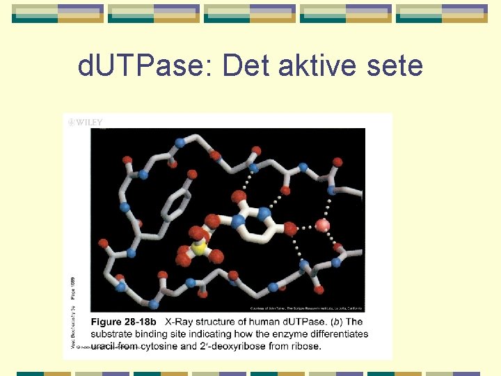 d. UTPase: Det aktive sete 