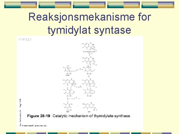 Reaksjonsmekanisme for tymidylat syntase 