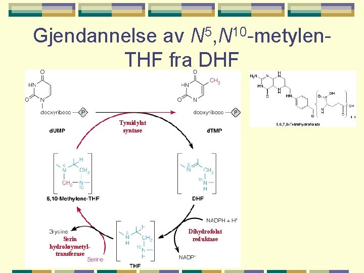 Gjendannelse av N 5, N 10 -metylen. THF fra DHF Tymidylat syntase Serin hydroksymetyltransferase