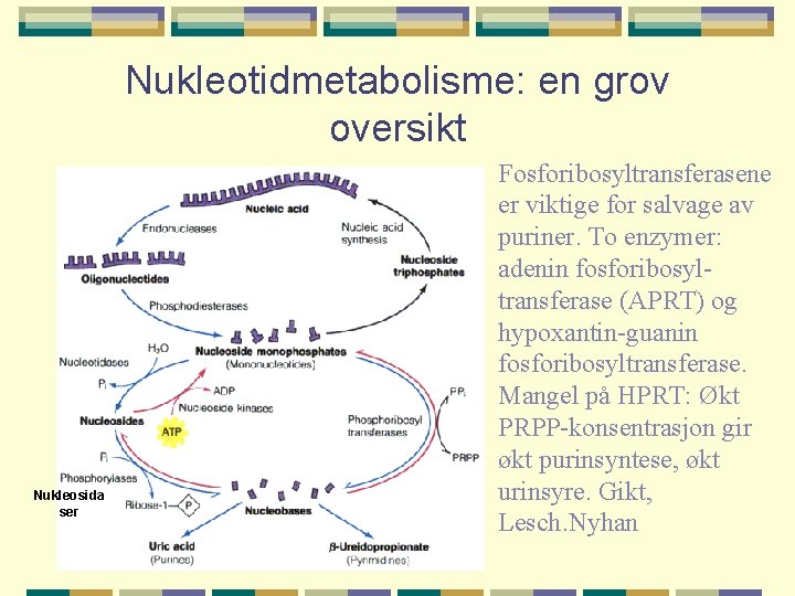 Nukleotidmetabolisme: en grov oversikt Nukleosida ser Fosforibosyltransferasene er viktige for salvage av puriner. To