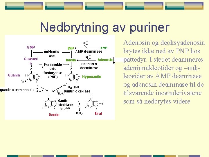 Nedbrytning av puriner GMP Guanosi n Guanin nukleotid ase IMP AMP deaminase Inosin Purinnukle