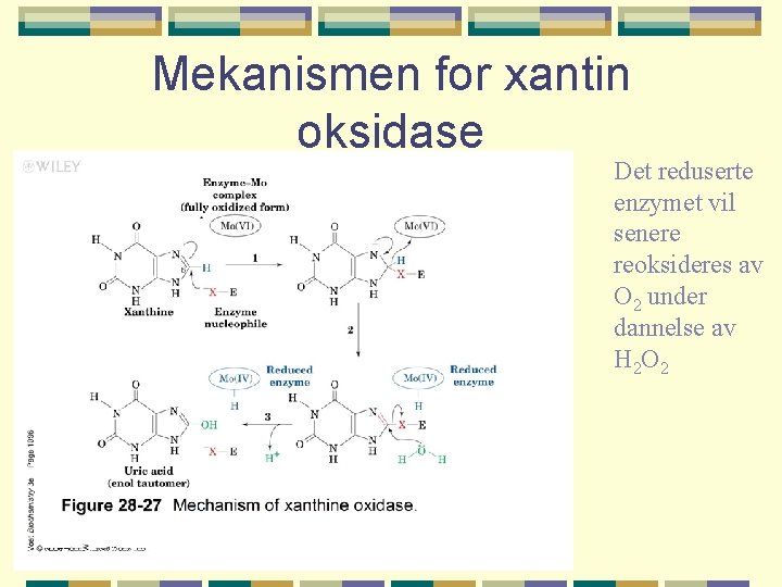 Mekanismen for xantin oksidase Det reduserte enzymet vil senere reoksideres av O 2 under