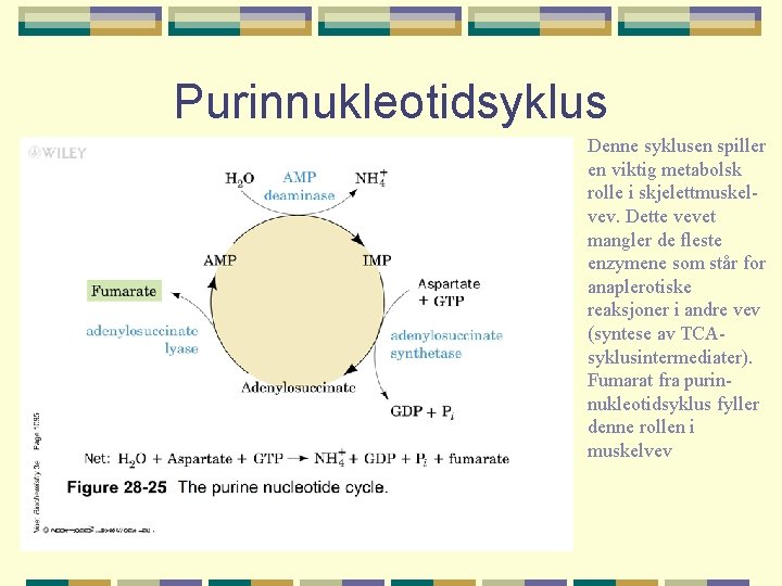 Purinnukleotidsyklus Denne syklusen spiller en viktig metabolsk rolle i skjelettmuskelvev. Dette vevet mangler de