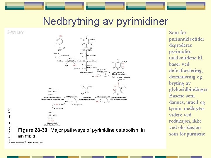 Nedbrytning av pyrimidiner Som for purinnukleotider degraderes pyrimidinnukleotidene til baser ved defosforylering, deaminering og