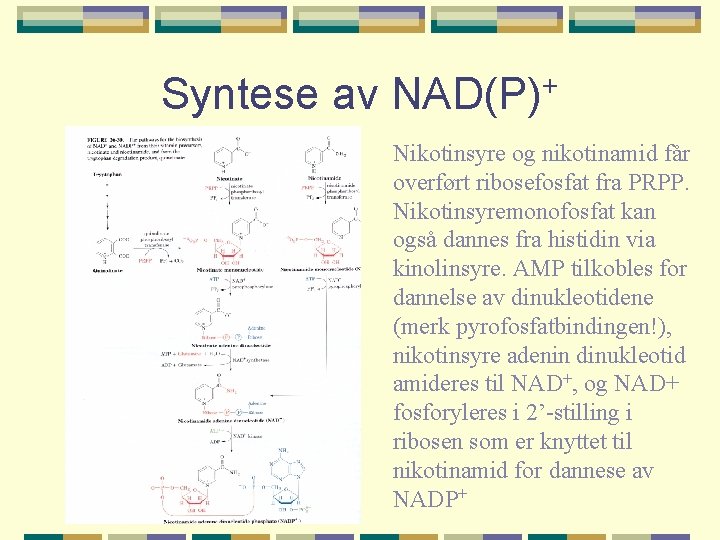 Syntese av NAD(P)+ Nikotinsyre og nikotinamid får overført ribosefosfat fra PRPP. Nikotinsyremonofosfat kan også