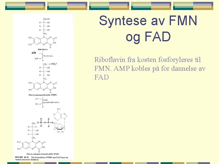 Syntese av FMN og FAD ATP Riboflavin fra kosten fosforyleres til FMN. AMP kobles