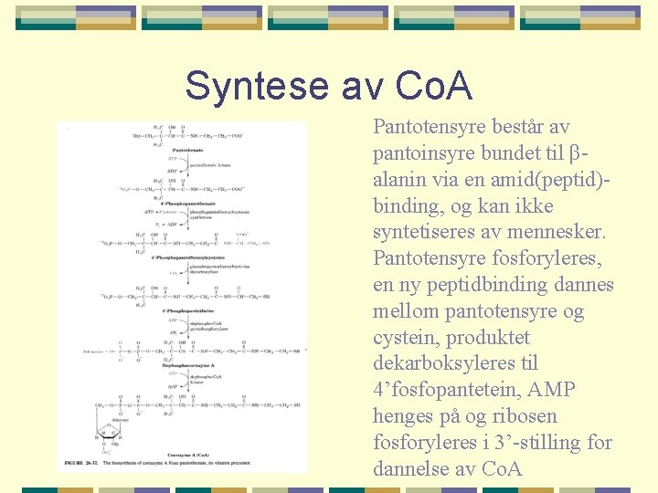 Syntese av Co. A Pantotensyre består av pantoinsyre bundet til βalanin via en amid(peptid)binding,