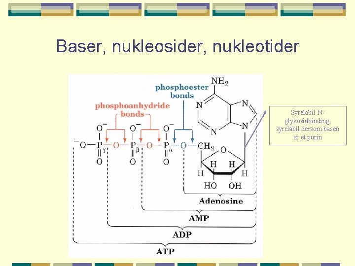 Baser, nukleosider, nukleotider Syrelabil Nglykosidbinding, syrelabil dersom basen er et purin 