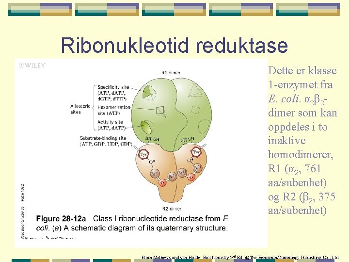 Ribonukleotid reduktase Dette er klasse 1 -enzymet fra E. coli. α 2β 2 dimer