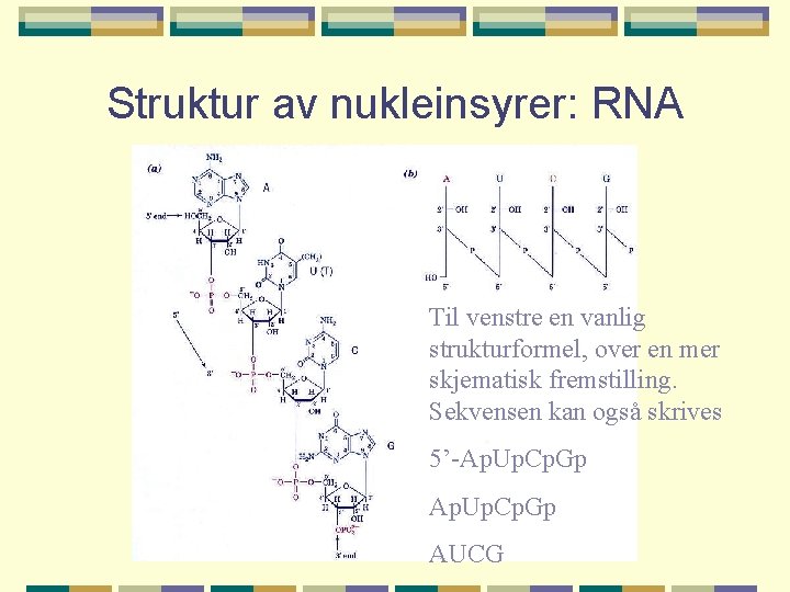 Struktur av nukleinsyrer: RNA Til venstre en vanlig strukturformel, over en mer skjematisk fremstilling.