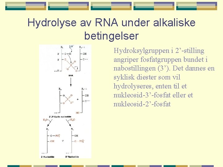 Hydrolyse av RNA under alkaliske betingelser Hydroksylgruppen i 2’-stilling angriper fosfatgruppen bundet i nabostillingen