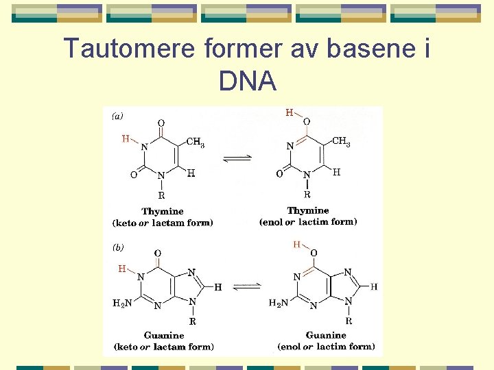 Tautomere former av basene i DNA 