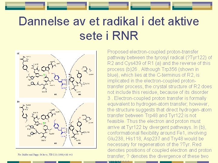 Dannelse av et radikal i det aktive sete i RNR Fra Stubbe and Riggs-Gelasco,