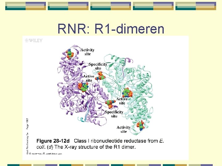 RNR: R 1 -dimeren 