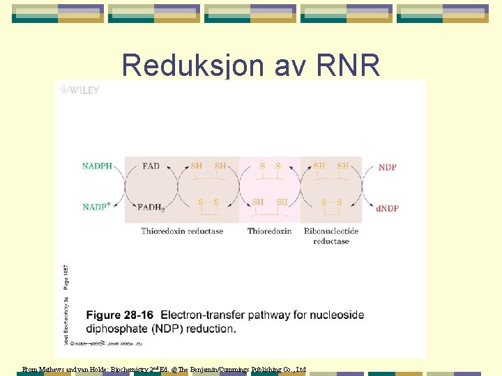 Reduksjon av RNR From Mathews and van Holde: Biochemistry 2 nd Ed. @The Benjamin/Cummings