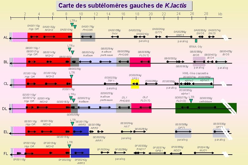 Carte des subtélomères gauches de K. lactis 2 4 6 8 10 14 12