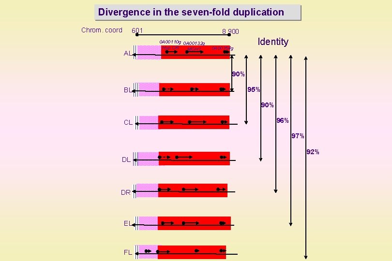 Divergence in the seven-fold duplication Chrom. coord 601 AL 8 900 0 A 00110