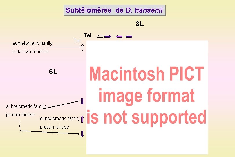 Subtélomères de D. hansenii 3 L subtelomeric family Tel unknown function 6 L subtelomeric