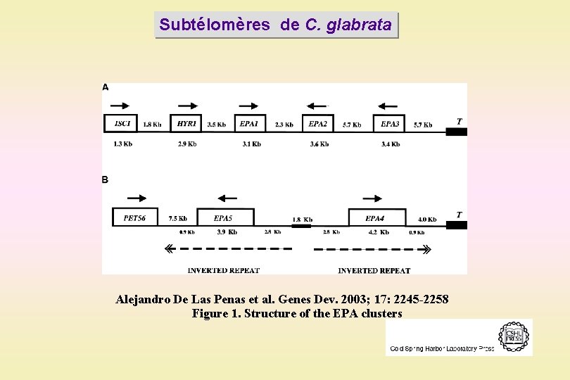 Subtélomères de C. glabrata Alejandro De Las Penas et al. Genes Dev. 2003; 17: