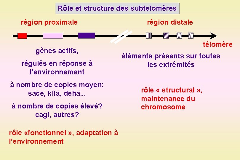 Rôle et structure des subtelomères région proximale gènes actifs, régulés en réponse à l'environnement