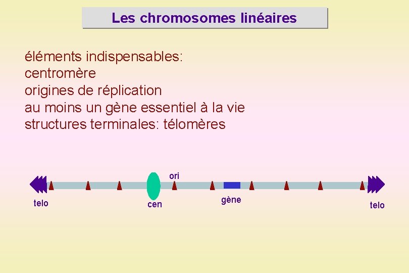 Les chromosomes linéaires éléments indispensables: centromère origines de réplication au moins un gène essentiel
