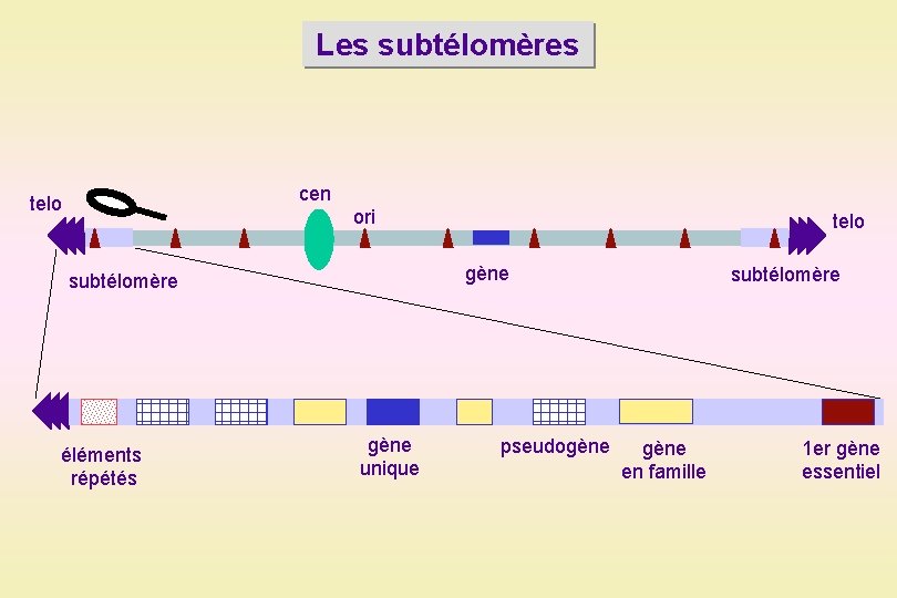 Les subtélomères cen telo ori gène subtélomère éléments répétés telo gène unique pseudogène subtélomère