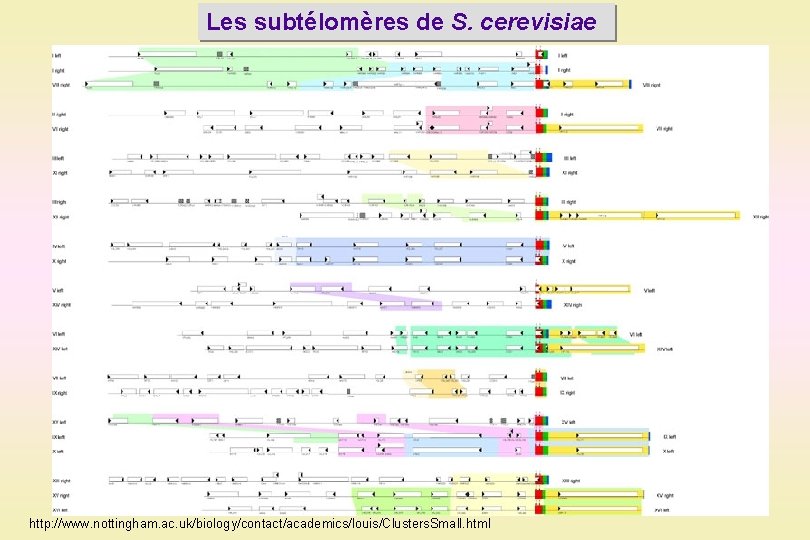Les subtélomères de S. cerevisiae http: //www. nottingham. ac. uk/biology/contact/academics/louis/Clusters. Small. html 