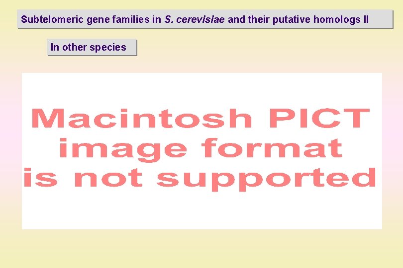 Subtelomeric gene families in S. cerevisiae and their putative homologs II In other species