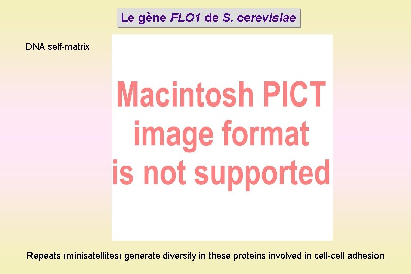 Le gène FLO 1 de S. cerevisiae DNA self-matrix Repeats (minisatellites) generate diversity in