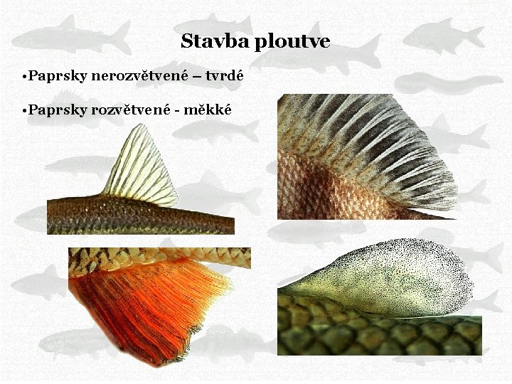 Stavba ploutve • Paprsky nerozvětvené – tvrdé • Paprsky rozvětvené - měkké 