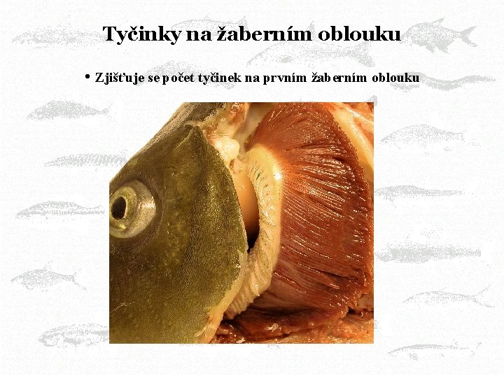 Tyčinky na žaberním oblouku • Zjišťuje se počet tyčinek na prvním žaberním oblouku 