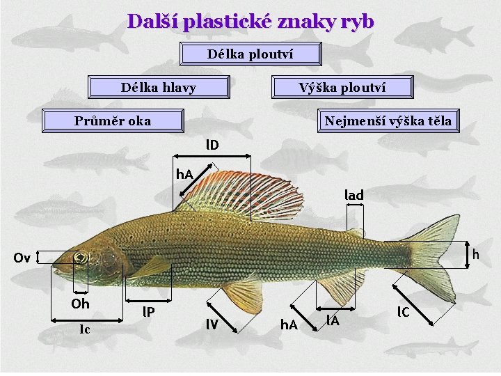 Další plastické znaky ryb Délka ploutví Délka hlavy Výška ploutví Průměr oka Nejmenší výška