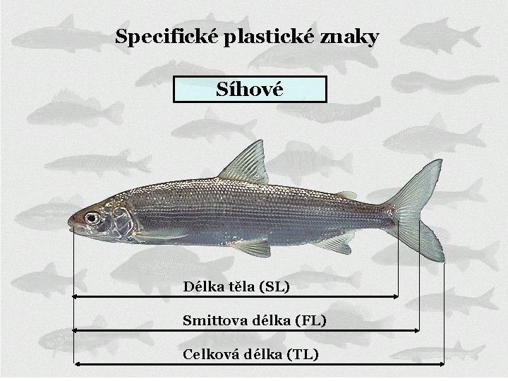 Specifické plastické znaky Síhové Délka těla (SL) Smittova délka (FL) Celková délka (TL) 