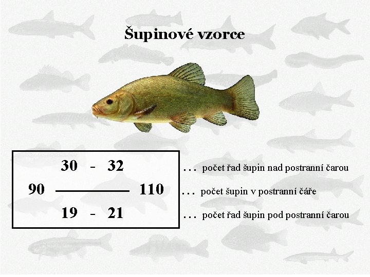 Šupinové vzorce 30 - 32 … počet řad šupin nad postranní čarou 90 110