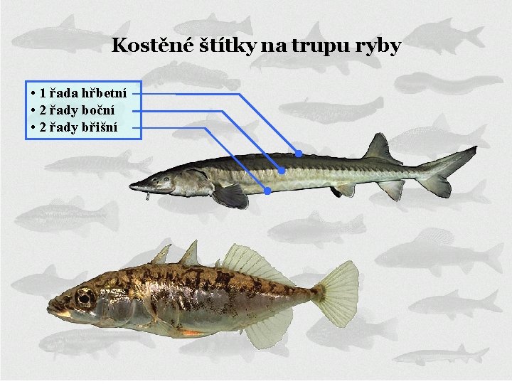 Kostěné štítky na trupu ryby • 1 řada hřbetní • 2 řady boční •