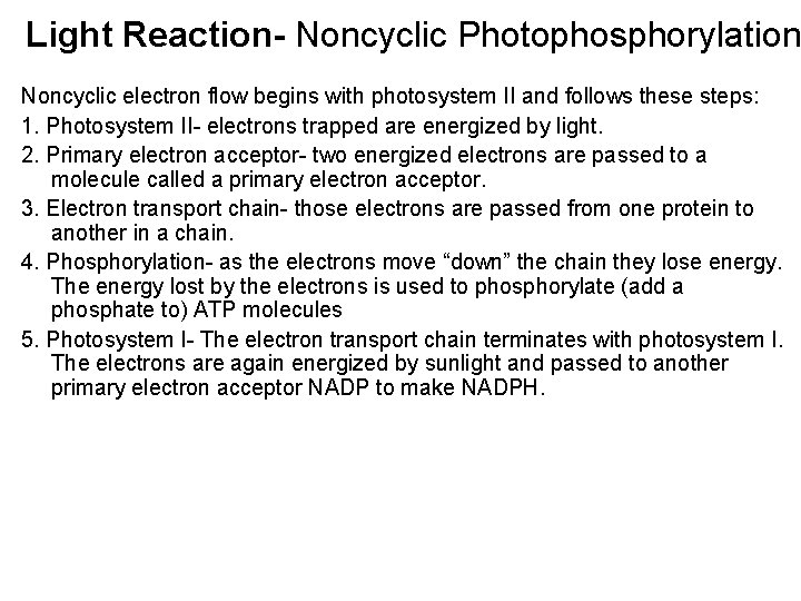 Light Reaction- Noncyclic Photophosphorylation Noncyclic electron flow begins with photosystem II and follows these