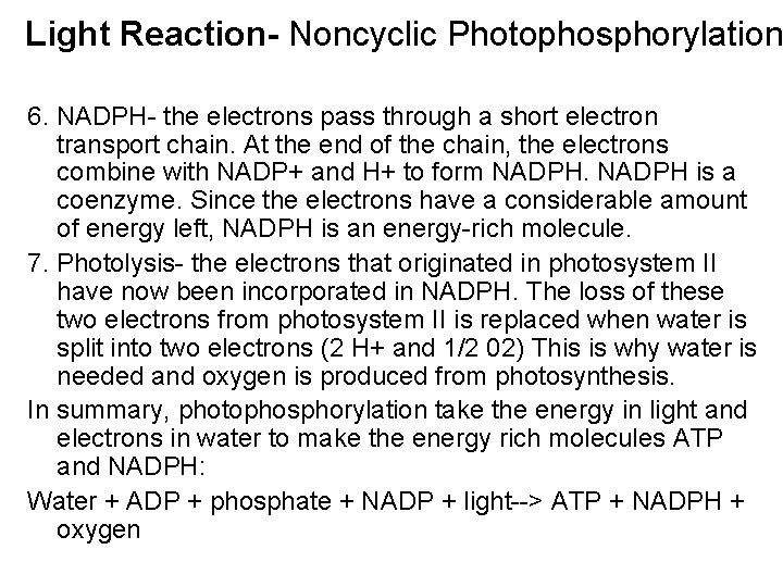 Light Reaction- Noncyclic Photophosphorylation 6. NADPH- the electrons pass through a short electron transport