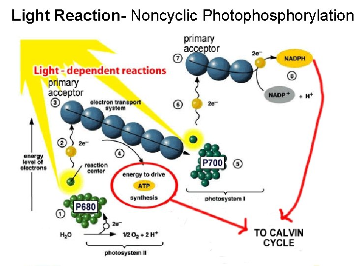 Light Reaction- Noncyclic Photophosphorylation 