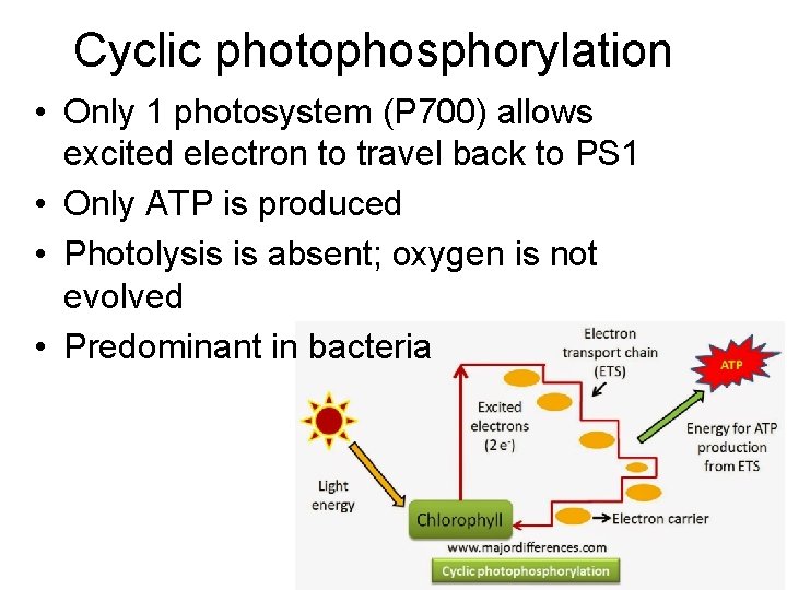 Cyclic photophosphorylation • Only 1 photosystem (P 700) allows excited electron to travel back
