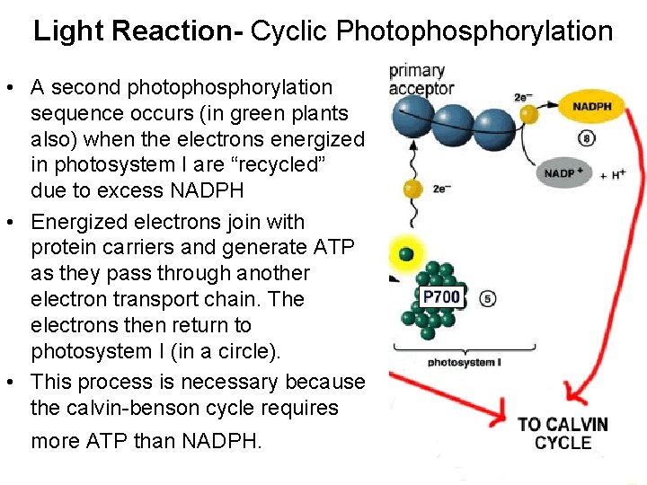 Light Reaction- Cyclic Photophosphorylation • A second photophosphorylation sequence occurs (in green plants also)