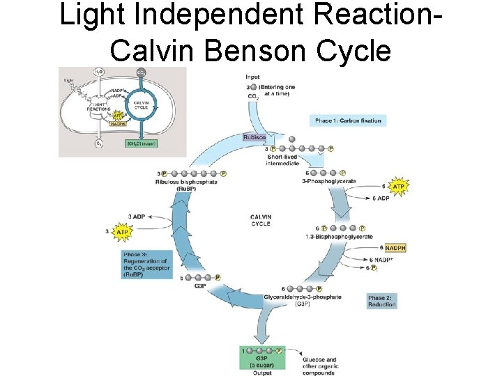 Light Independent Reaction. Calvin Benson Cycle Light Independent Reaction. Calvin Benson Cycle