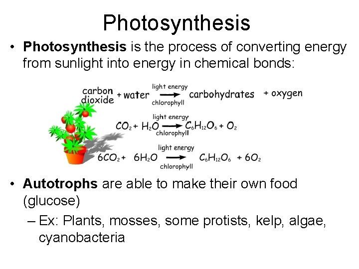 Photosynthesis • Photosynthesis is the process of converting energy from sunlight into energy in