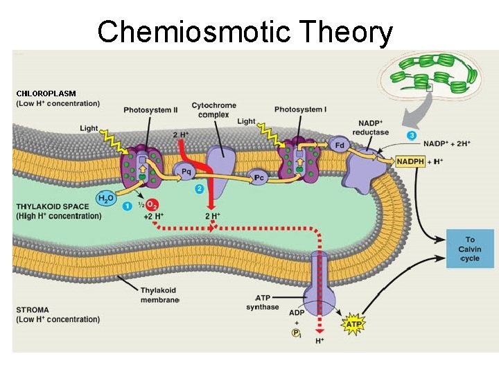 Chemiosmotic Theory Chemiosmotic Theory