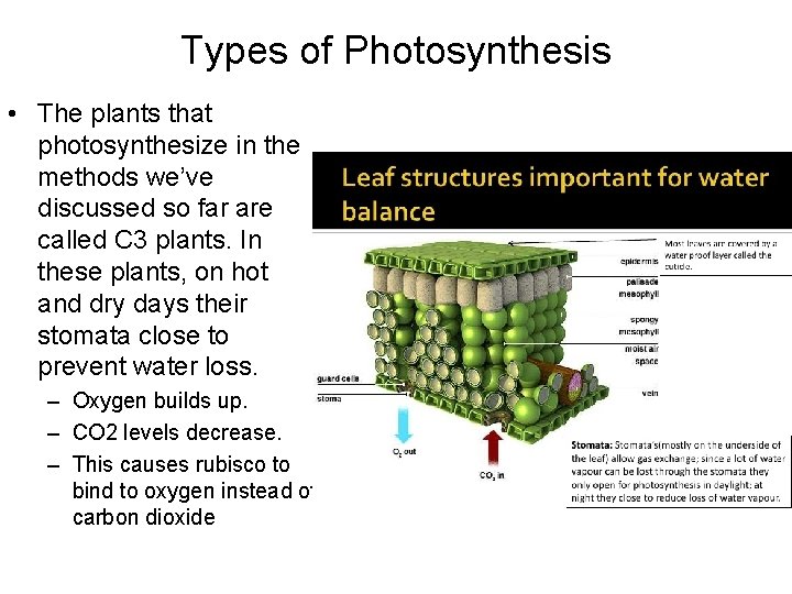 Types of Photosynthesis • The plants that photosynthesize in the methods we’ve discussed so Types of Photosynthesis • The plants that photosynthesize in the methods we’ve discussed so